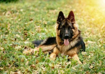 german shepherd