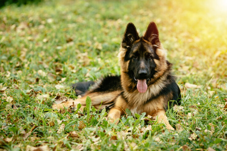 German Shepherd – 2-Year-Old Male