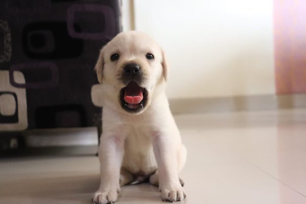 Golden Retriever Puppies for Sale